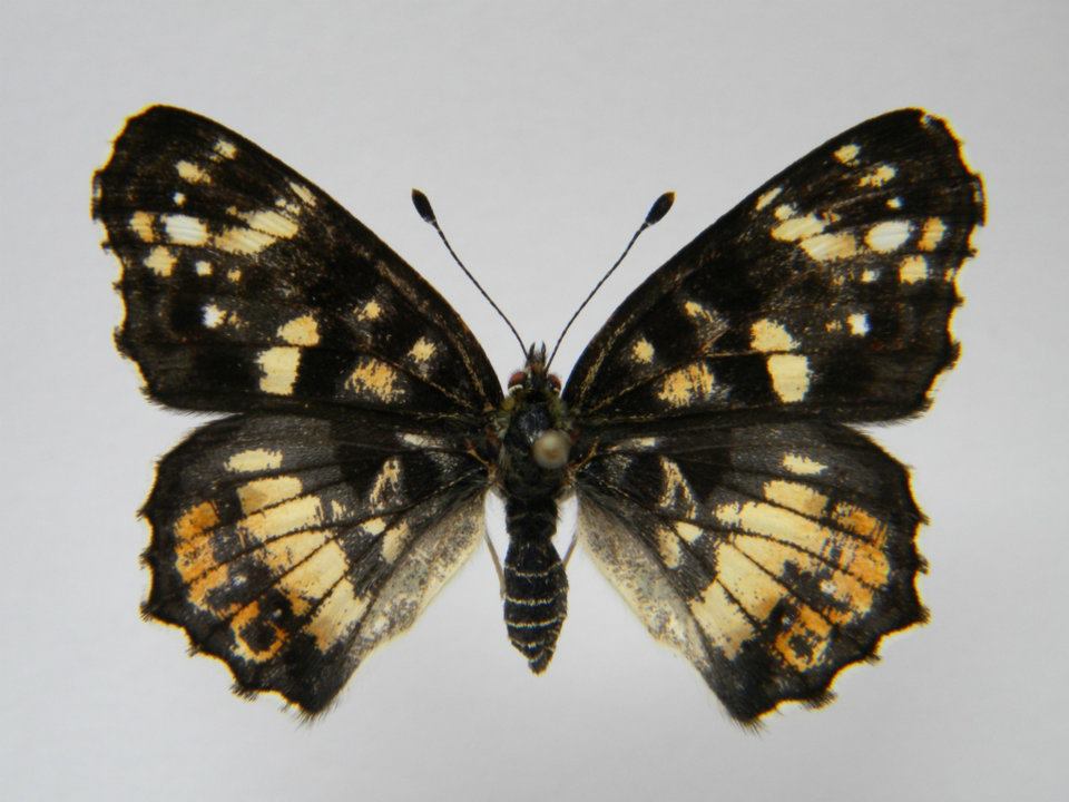 Araschnia levana abb 6 (Internet Image property of respective owner, non-commercial use only)
